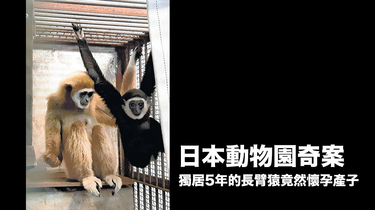 日本動物園 獨居長臂猿竟然懷孕產子：調查後發現原因是牠們的XX太...