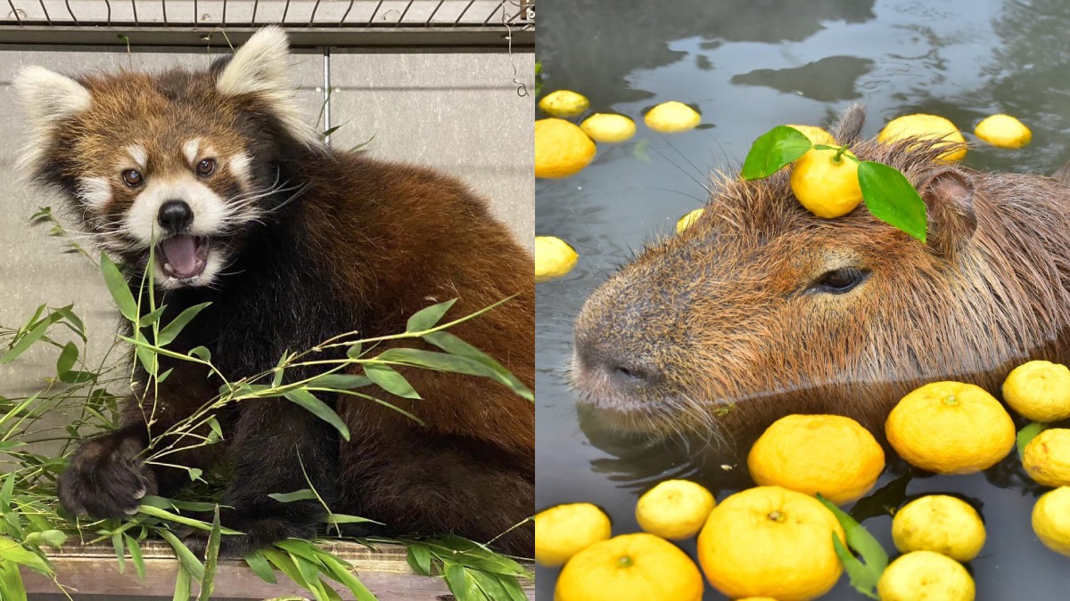 東京動物園2024｜6大東京/近郊動物園比較！親子遊 泡溫泉的水豚＋免費餵食