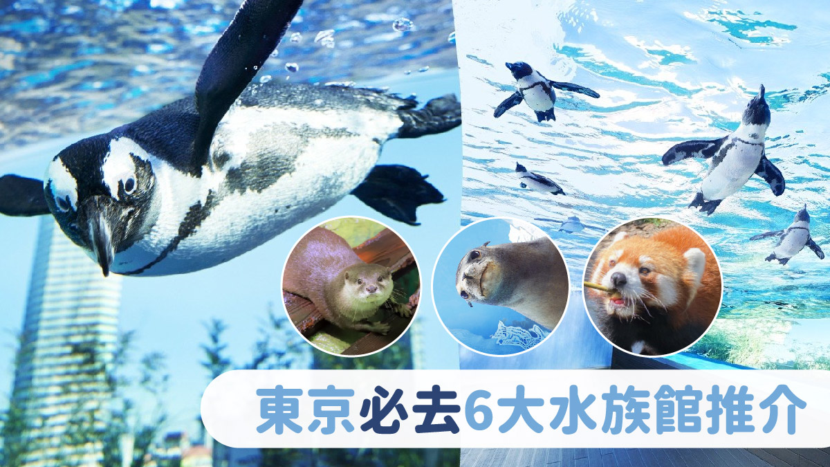 東京水族館｜6大東京親子遊必去關東水族館！夢幻光影海豚show＋近距離企鵝互動