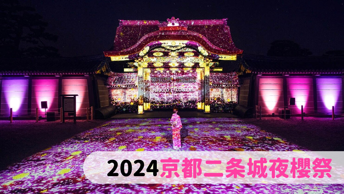 京都二条城夜櫻祭2024｜京都櫻花