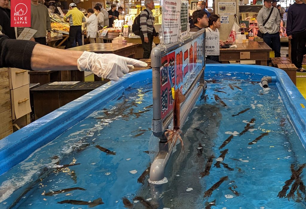 北海道自由行！｜洞爺+登別+白老高階享受式玩法｜函館札幌美食聖巡