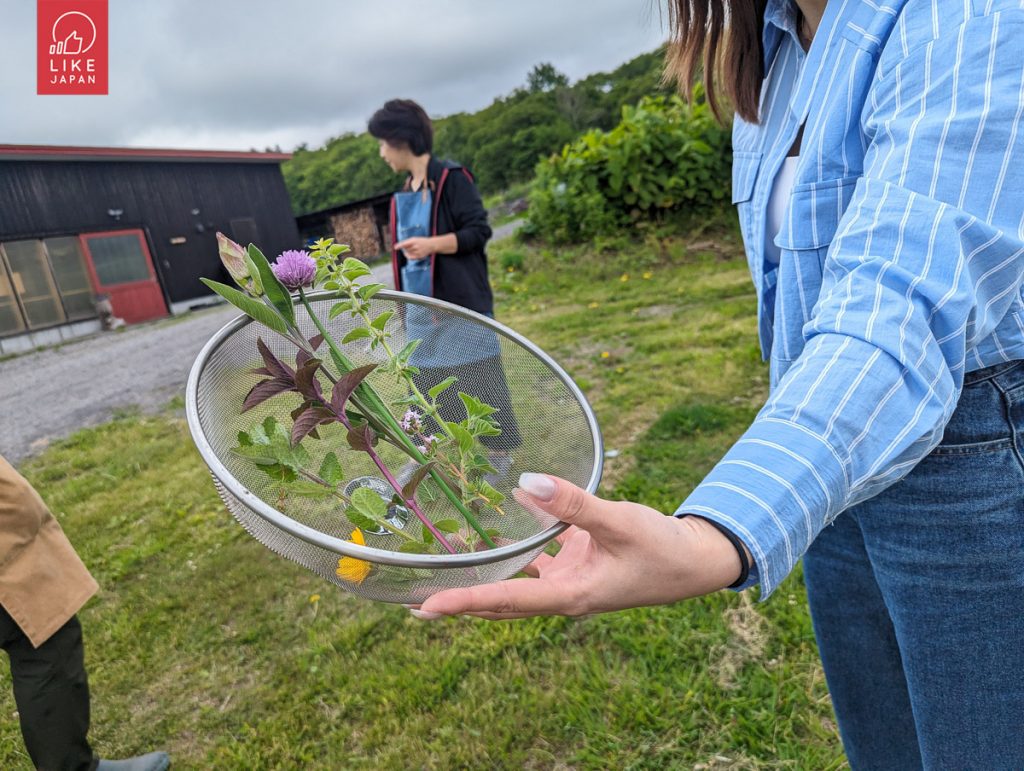 北海道自由行！｜洞爺+登別+白老高階享受式玩法｜函館札幌美食聖巡