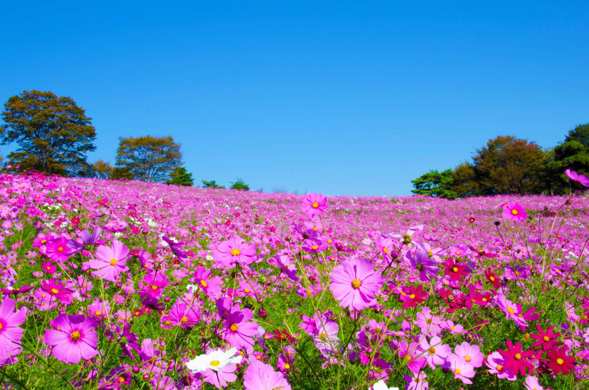 日本9月淡季旅遊｜11大初秋好去處北海道/東京/關西景點 富士山秋櫻＋竹田城雲海＋葡萄放題