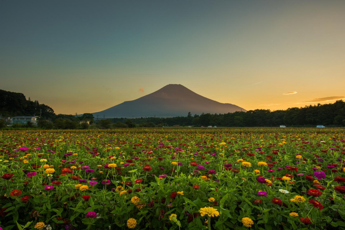 日本9月淡季旅遊｜11大初秋好去處北海道/東京/關西景點 富士山秋櫻＋竹田城雲海＋葡萄放題