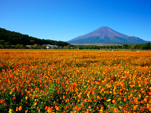 日本9月淡季旅遊｜11大初秋好去處北海道/東京/關西景點 富士山秋櫻＋竹田城雲海＋葡萄放題