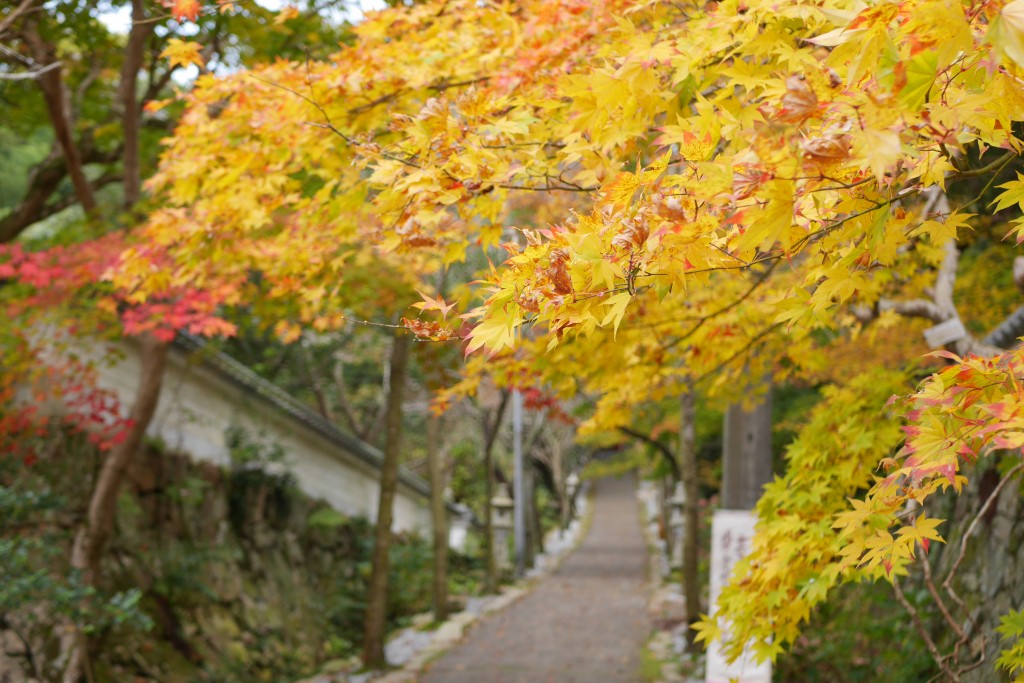 西日本自駕遊｜4日3夜開箱岡山廣島鳥取自然風光 地道餐廳 高質住宿  隈研吾美術館