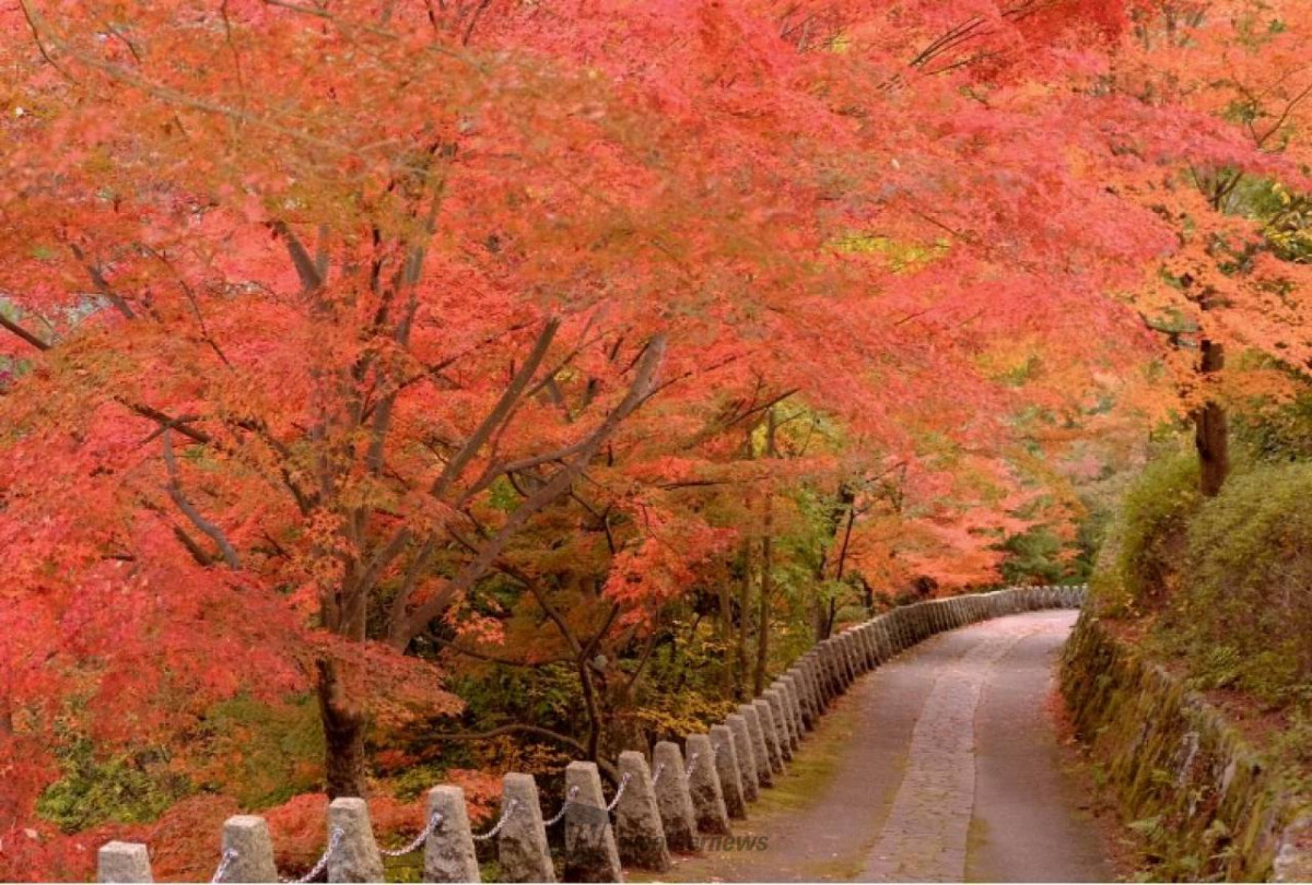 奈良吉野山紅葉一日遊｜吉野山賞楓聖地散策！雲海楓葉絕景、乘纜車走訪源義經昔日藏身地