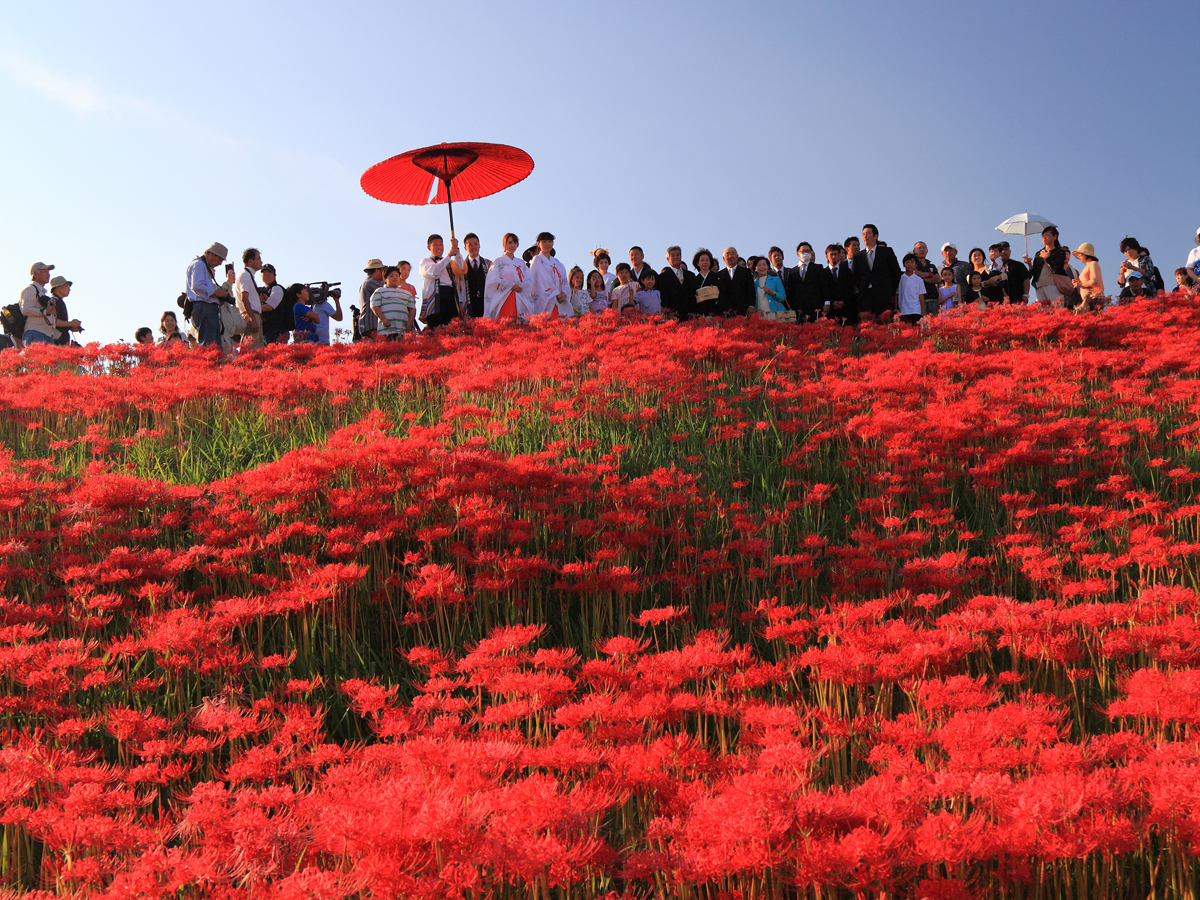 日本彼岸花2024花期｜9-10月全國彼岸花海秘境 500萬株火紅絨毯重現《地獄少女》經典場景