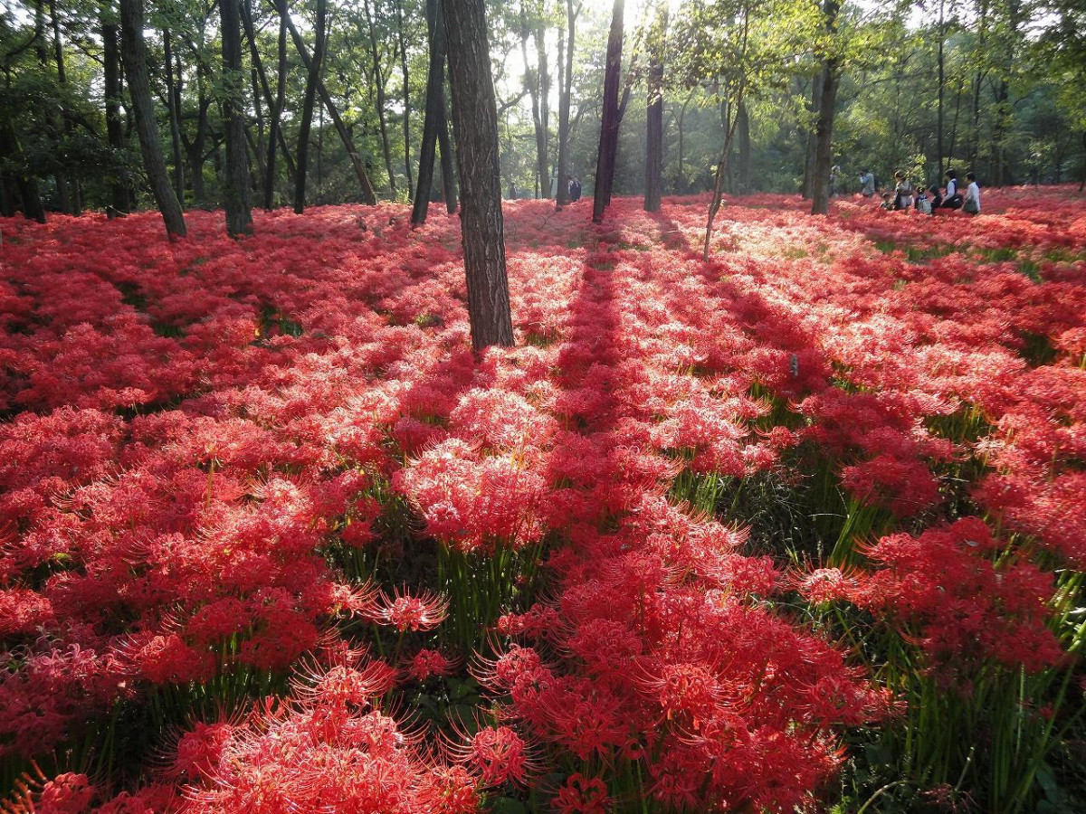 日本彼岸花2024花期｜9-10月全國彼岸花海秘境 500萬株火紅絨毯重現《地獄少女》經典場景