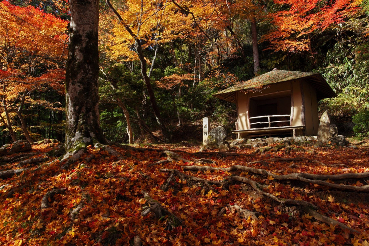 奈良吉野山紅葉一日遊｜賞楓聖地散策！雲海楓葉絕景、乘纜車走訪源義經昔日藏身地