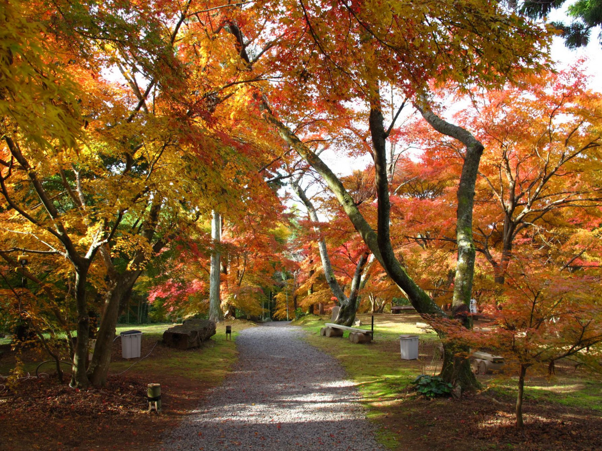 福岡紅葉2024時間預測！8大九州賞楓/紅葉景點＋點燈活動 高千穂峽、鹿兒島霧島、秋月城跡