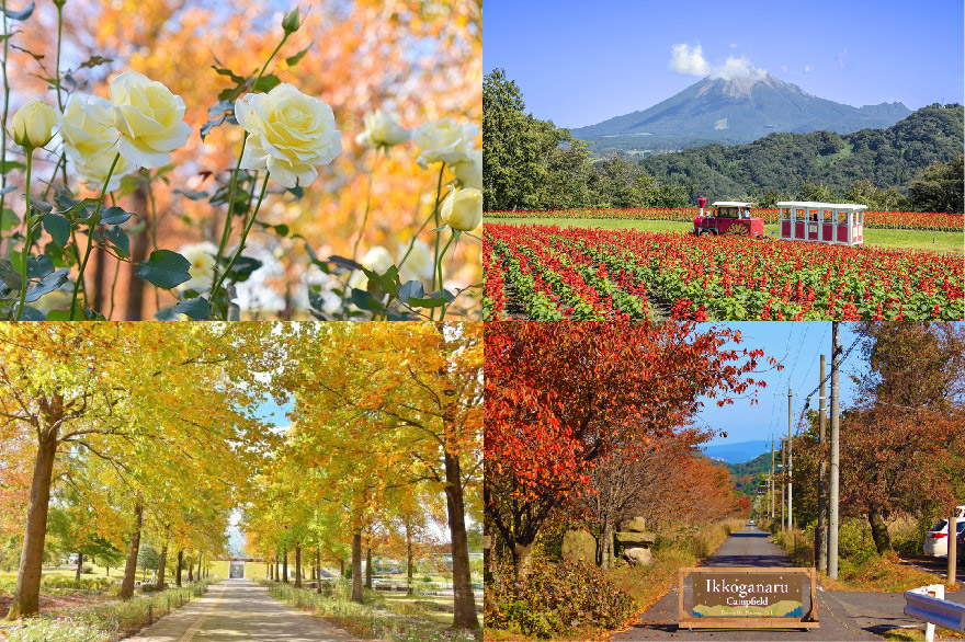 鳥取米子紅葉2024｜8大賞楓景點推薦！觀賞期10月起 大神山神社奥宮/ 銀杏並木大道/石霞溪