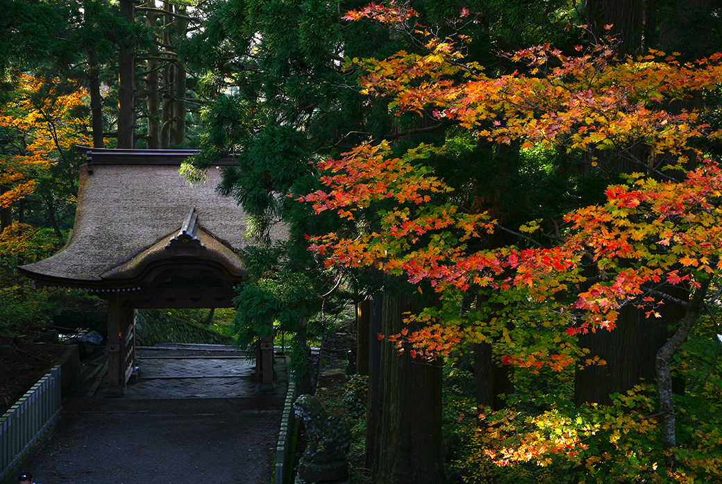 鳥取米子紅葉2024｜8大賞楓景點推薦！觀賞期10月起 大神山神社奥宮/ 銀杏並木大道/石霞溪