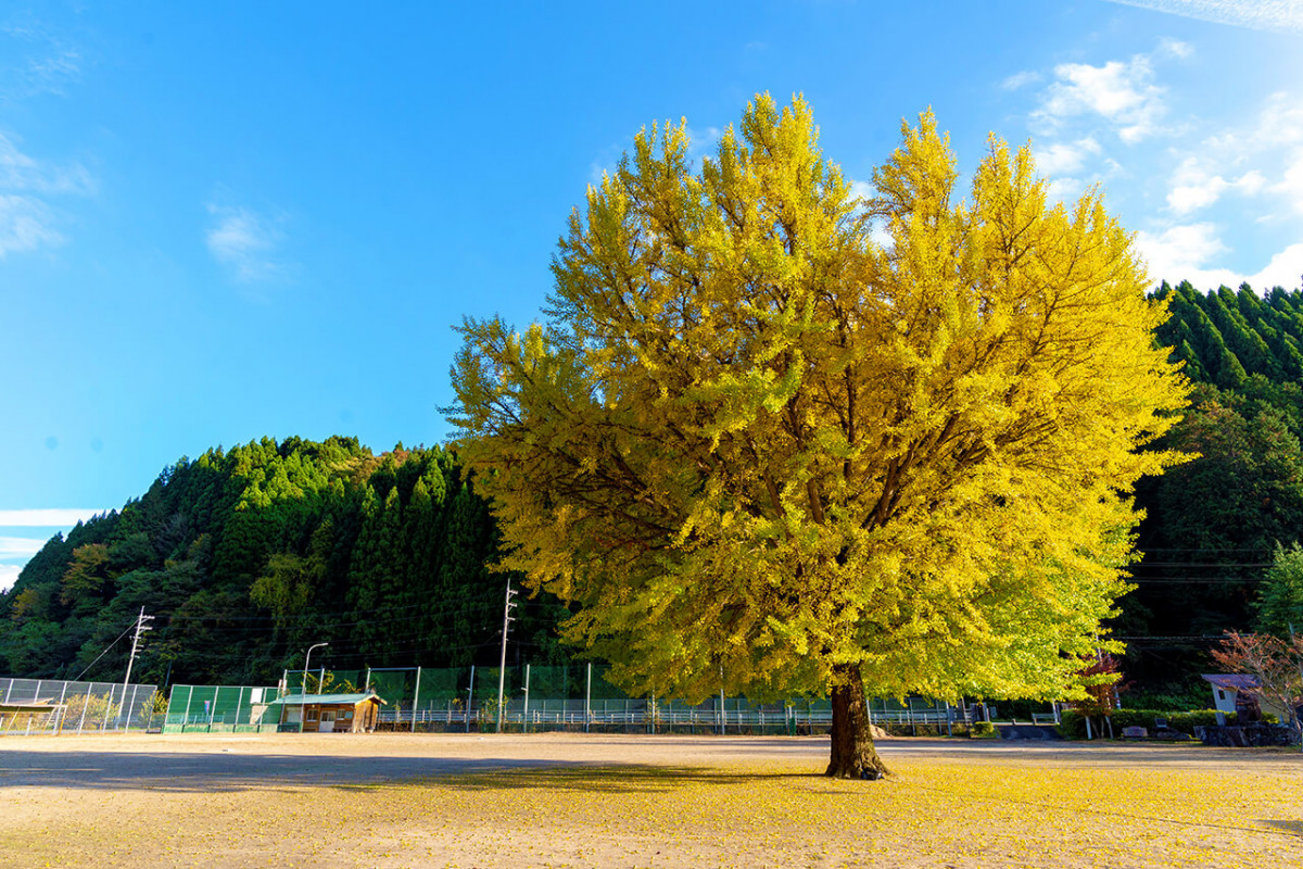 鳥取米子紅葉2024｜8大賞楓景點推薦！觀賞期10月起 大神山神社奥宮/ 銀杏並木大道/石霞溪