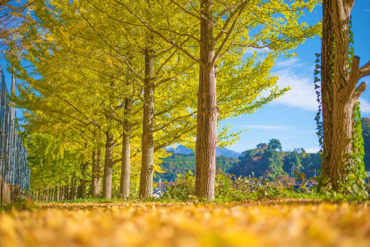 鳥取米子紅葉2024｜8大賞楓景點推薦！觀賞期10月起 大神山神社奥宮/ 銀杏並木大道/石霞溪