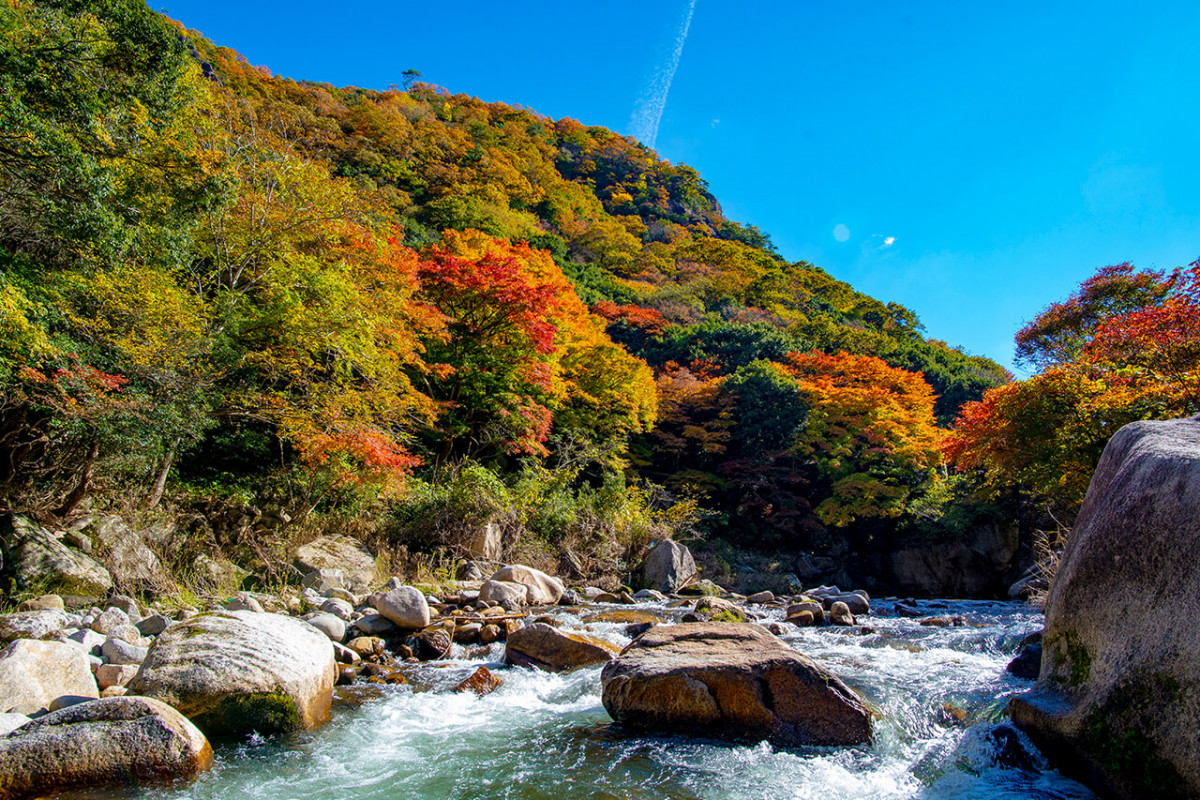 鳥取米子紅葉2024｜8大賞楓景點推薦！觀賞期10月起 大神山神社奥宮/ 銀杏並木大道/石霞溪