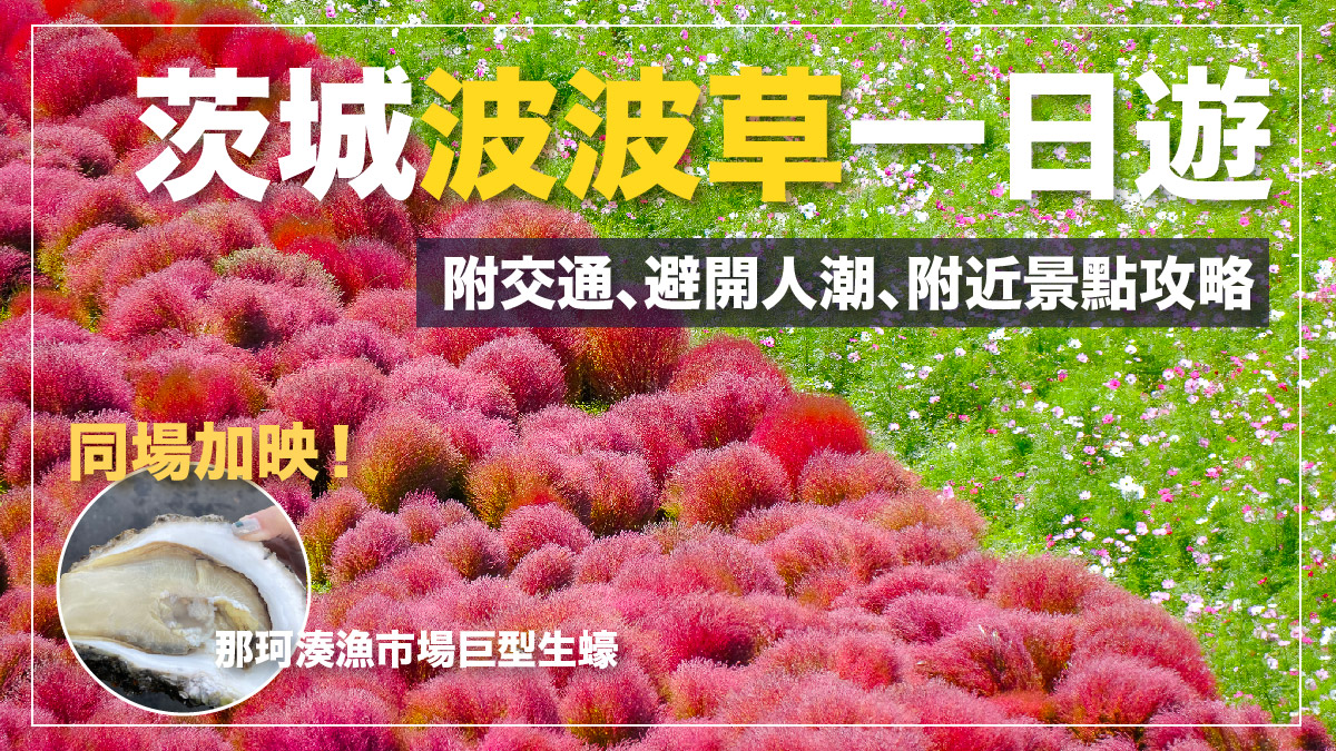 茨城一日遊｜速報！茨城國營常陸海濱公園掃把草觀賞期 那珂湊漁市場介紹