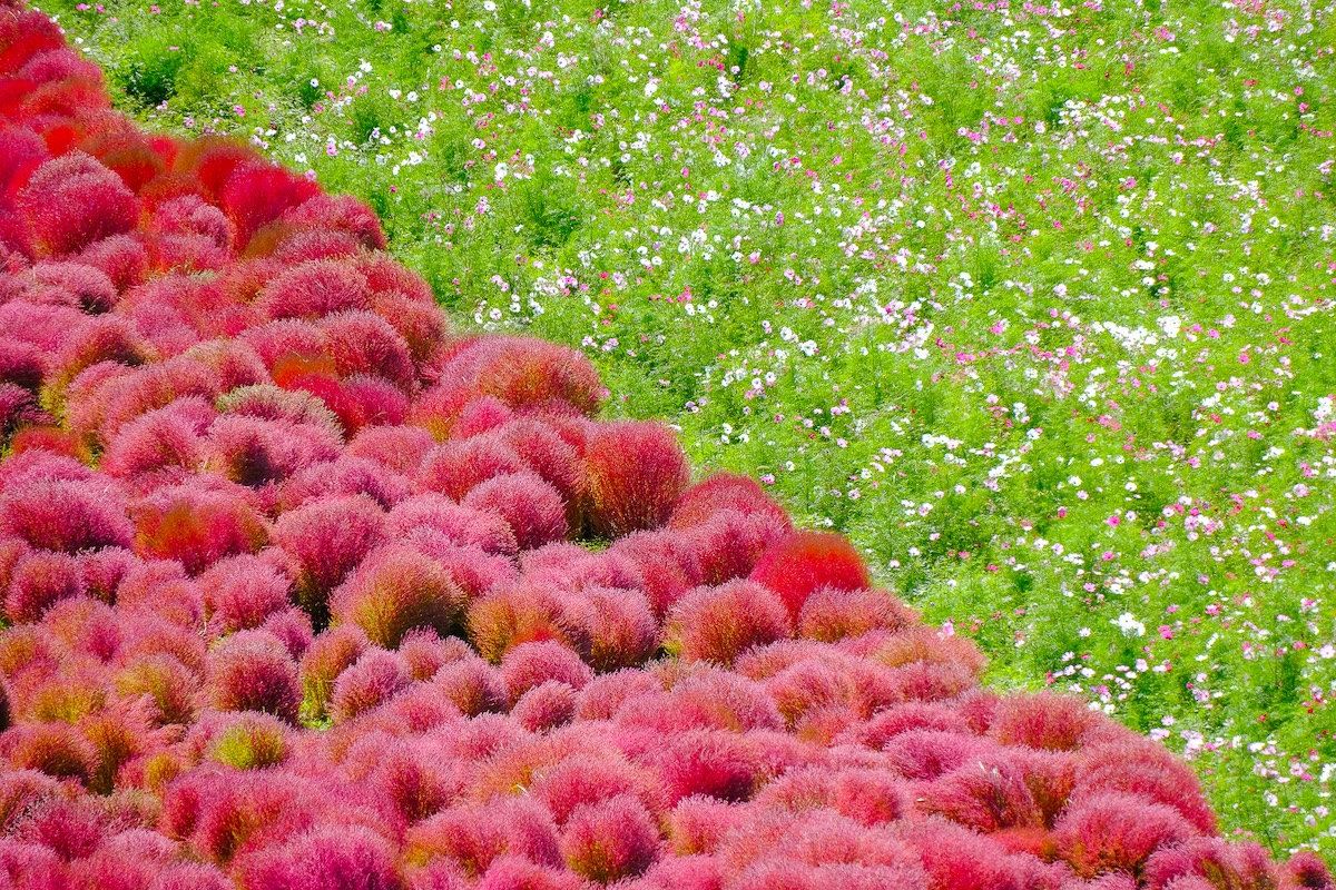 茨城一日遊｜速報！茨城國營常陸海濱公園掃把草觀賞期 那珂湊漁市場介紹