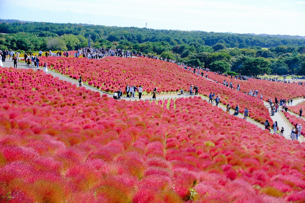 茨城一日遊｜速報！茨城國營常陸海濱公園掃把草觀賞期 那珂湊漁市場介紹