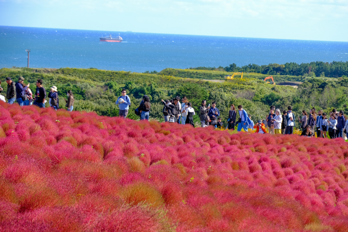 茨城一日遊｜速報！茨城國營常陸海濱公園掃把草觀賞期 那珂湊漁市場介紹