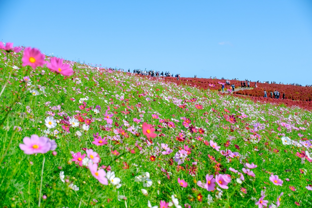 茨城一日遊｜速報！茨城國營常陸海濱公園掃把草觀賞期 那珂湊漁市場介紹