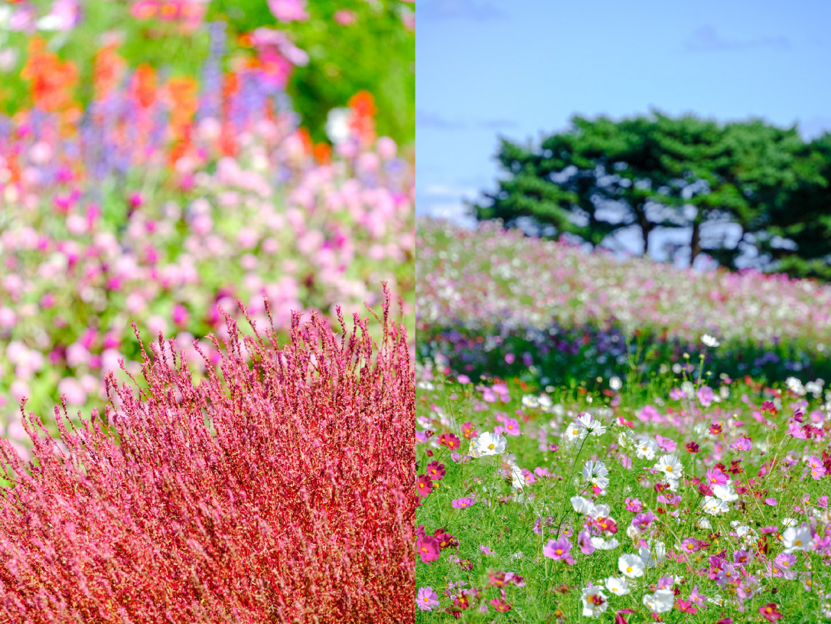 茨城一日遊｜速報！茨城國營常陸海濱公園掃把草觀賞期 那珂湊漁市場介紹