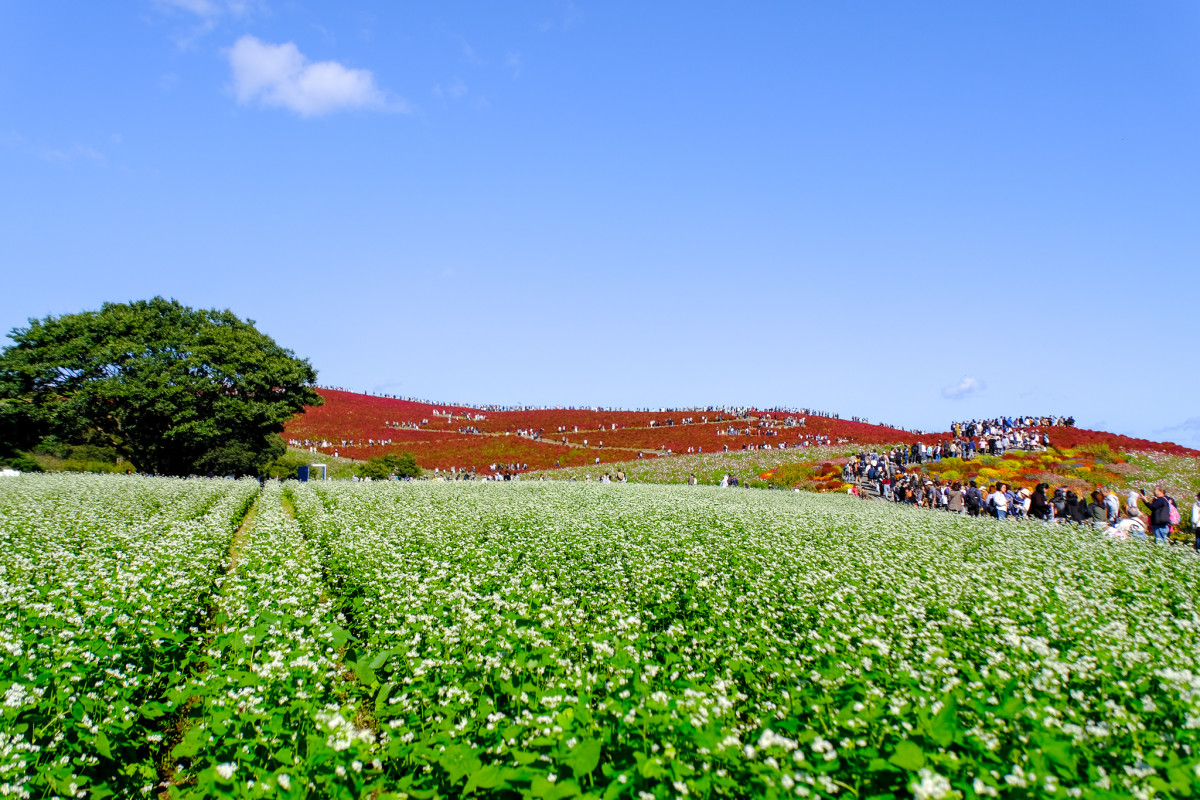 茨城一日遊｜速報！茨城國營常陸海濱公園掃把草觀賞期 那珂湊漁市場介紹