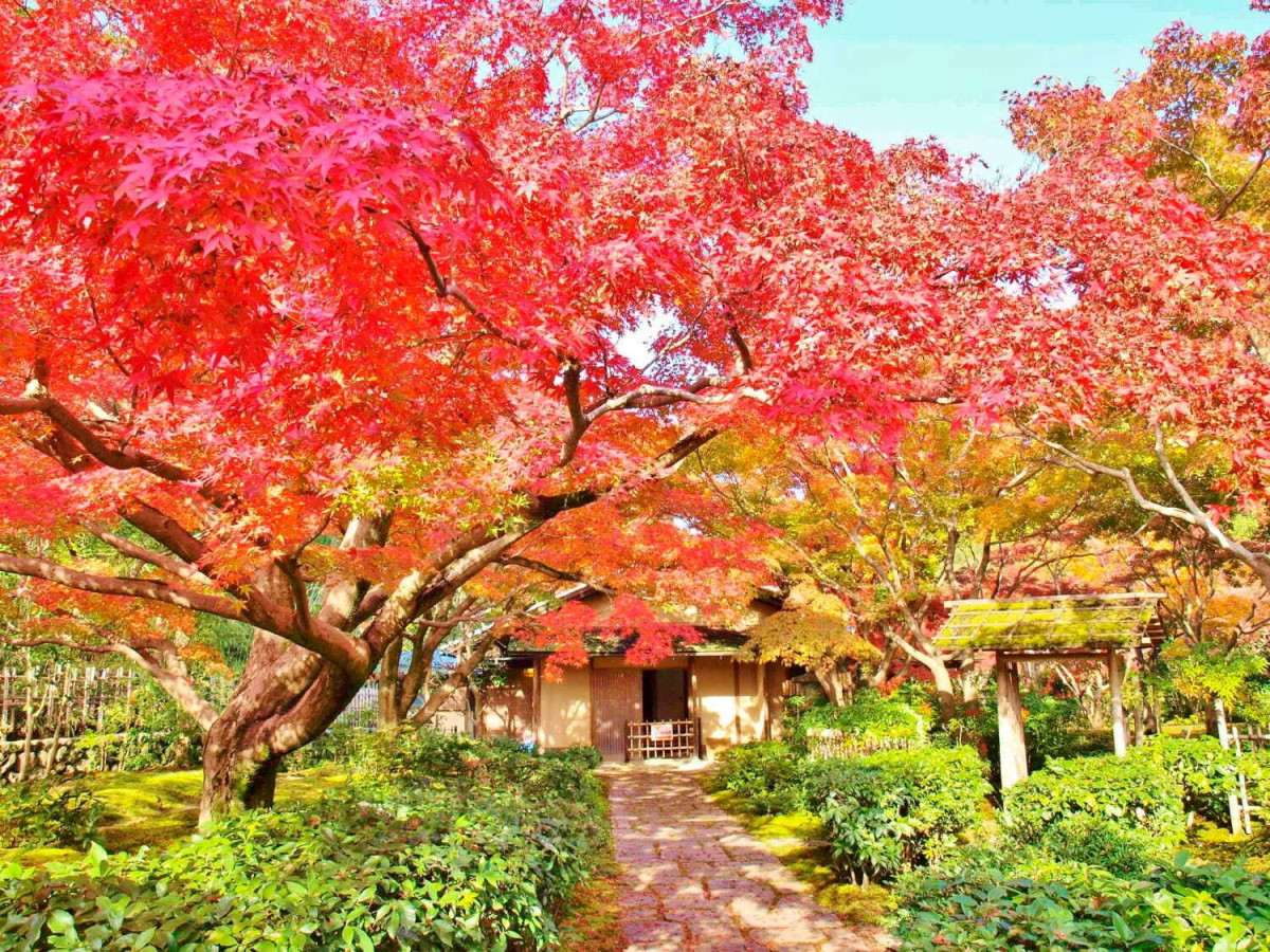 大阪紅葉2024｜大阪又一賞楓好去處！萬博記念公園紅葉＋傳統茶室新體驗