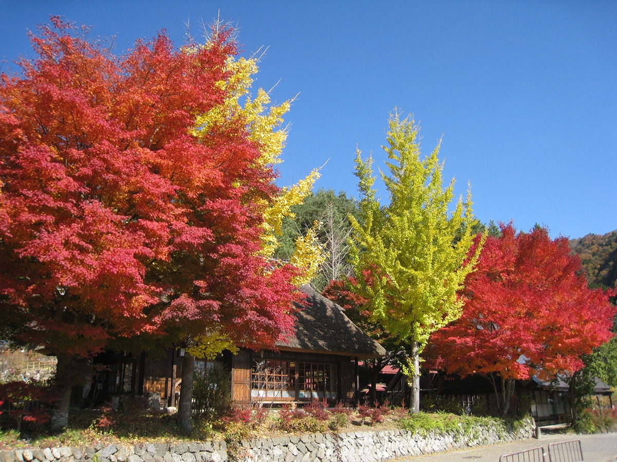 富士河口湖紅葉祭2024｜近500棵楓樹點燈打造浪漫紅葉迴廊！附河口湖賞楓絕美景點 周遊巴士可達