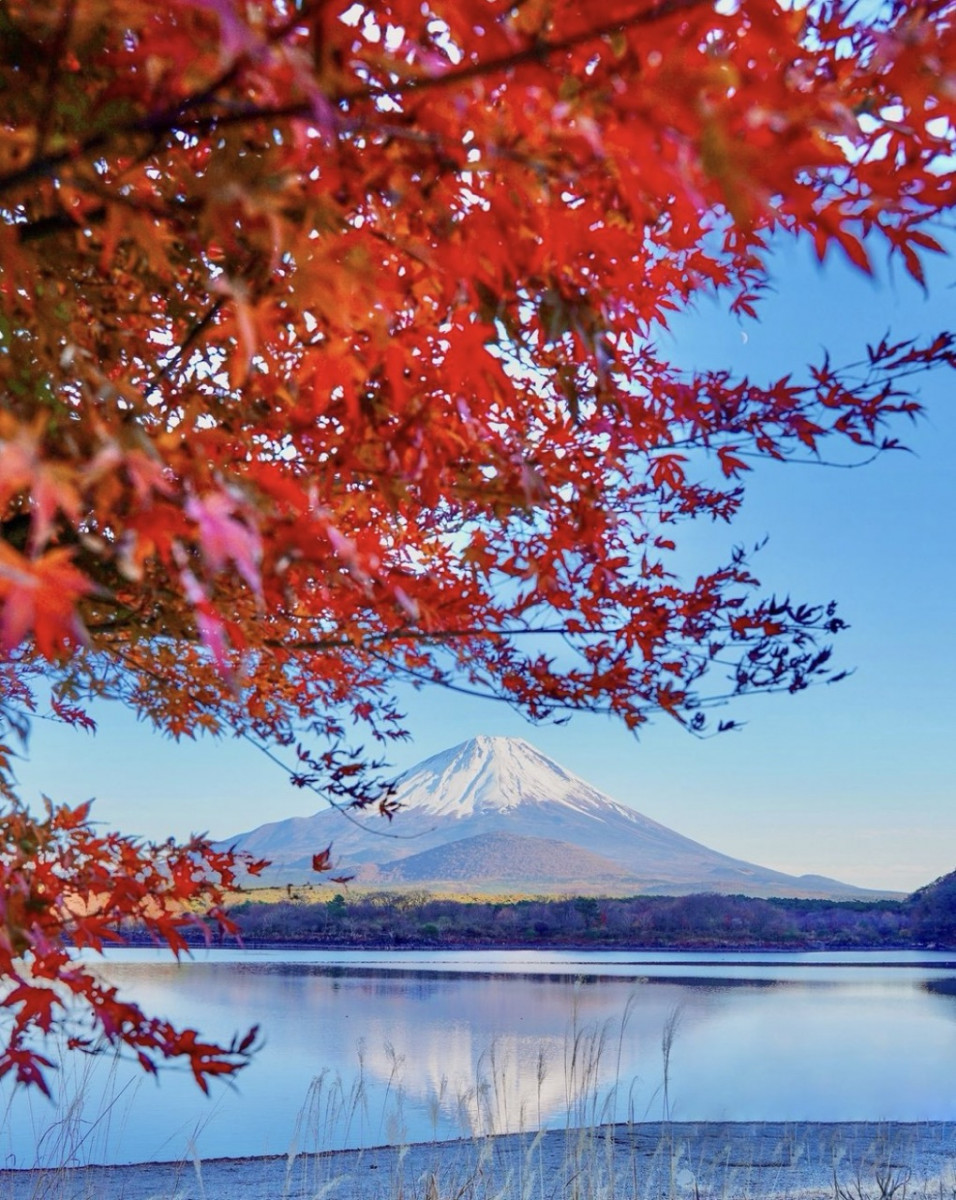 富士河口湖紅葉祭2024｜近500棵楓樹點燈打造浪漫紅葉迴廊！附河口湖賞楓絕美景點 周遊巴士可達