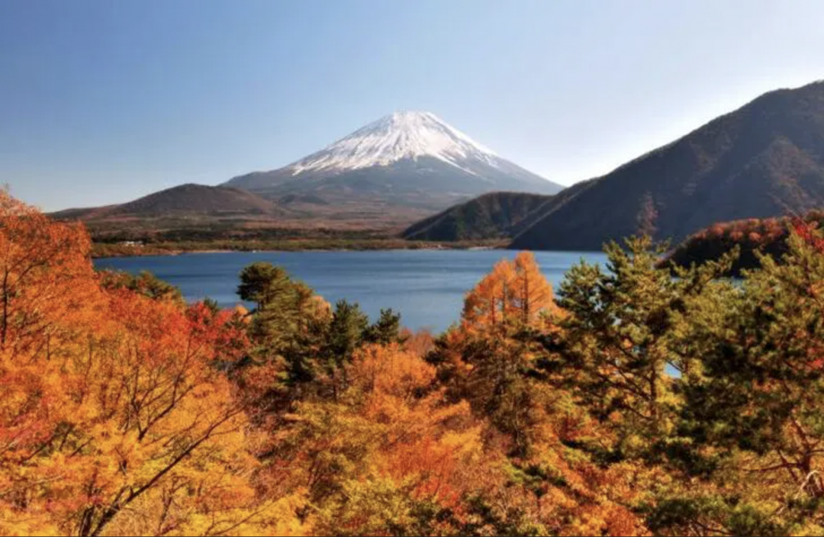 富士河口湖紅葉祭2024｜近500棵楓樹點燈打造浪漫紅葉迴廊！附河口湖賞楓絕美景點 周遊巴士可達