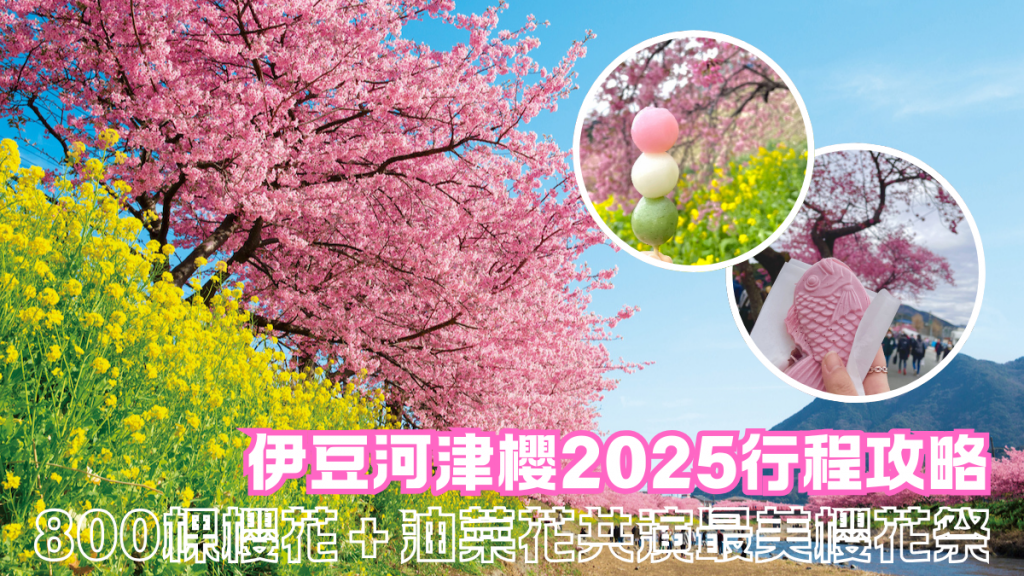 伊豆河津櫻2025｜賞櫻行程＋開花情報預測 800棵櫻花＋油菜花共演最美櫻花祭！附美食＋交通攻略